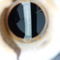 TNT Roma Fuel Tank with Sender